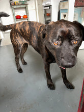 Load image into Gallery viewer, Pet Portraits