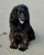 Load image into Gallery viewer, Pet Portraits