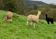 Load image into Gallery viewer, Needlefelting Textile Session